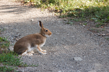 Naklejka na ściany i meble Hare sitting on a rural road