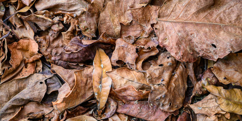 autumn leaves on the ground