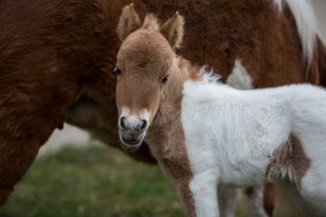 Naklejka premium Shetlandpony Fohlen