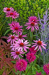 Fototapeta premium Flowering Echinacea purpurea 'Robert Bloom' and Monarda in a mixed flower border