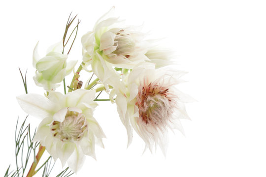 セルリア フロリダ Images Browse 4 Stock Photos Vectors And Video Adobe Stock