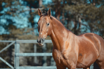 beautiful red mare horse in paddock