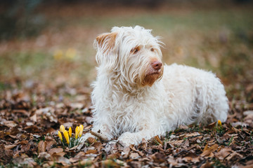Hund Mischlingshündin im Frühling mit hübschen Frühblühern; erste Krokusse sprießen aus der...