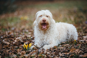 Hund Mischlingshündin im Frühling mit Krokussen