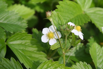 Wild strawberry plants with white flowers in springtime. Fragaria vesca in bloom