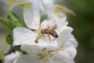 Fototapeta na wymiar Honey bee collecting nectar on a white apple flower on branch