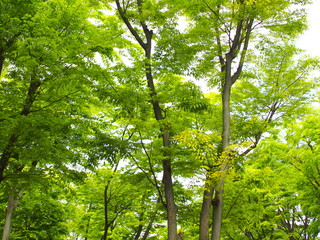 新緑の欅