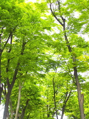 Obraz premium 新緑の欅