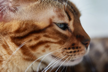 cat bengal