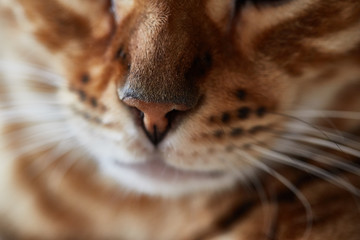 cat bengal
