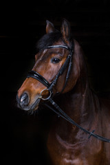 Pferd im Fotostudio vor schwarzem Hintergrund