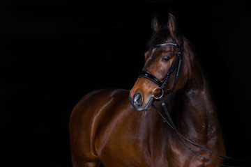 braunes getrenntes Pferd im Fotostudio vor schwarzem Hintergrund, Warmblut Stute mit hübscher...