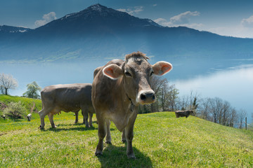 cows grazing in a spring country landscape with a lake and mountains in the background