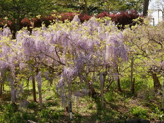 藤の花