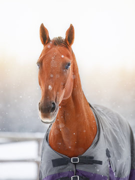 portrait of red horse in horsecloth