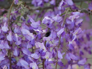 藤の花　マクロ