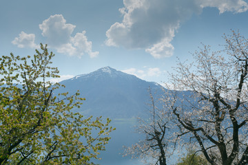 snowcapped Rigi mountain peak framed by springtime trees