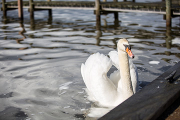 Schwan am Steinhuder Meer