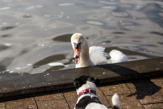 Schwan und Hund am Steinhuder Meer, Hund bellt einen sch&ouml;nen Schwan an dieser faucht zur&uuml;ck, Schwan greift H&uuml;ndchen an, Schwan im Wasser