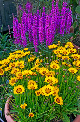 Flowering Coreopsis and Lythrum virgatum 'Dropmore Purple' © Garden Guru