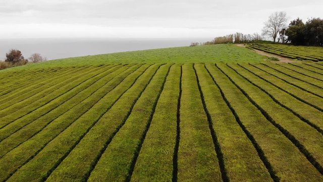 Flying above the tea bushes