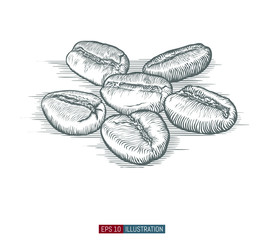 Hand drawn coffee beans. Engraved style vector illustration. Template for your design works.