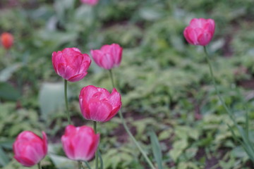 Pink tulips garden area