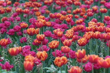 Tulip Amsterdam garden