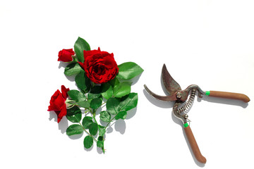 A garden pruner, flowers rose and green leaves isolated on a white background. Pruning plants in...
