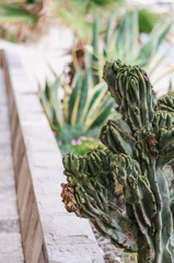 Cactuses on an old town street, Montenegrin coast