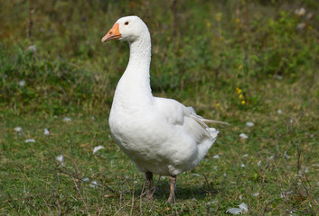 White domestic goose with an orange beak on among the autumn grass on a country farm