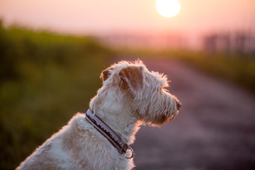 Hund Hündchen im Abendlicht Mischling 