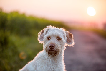 Hündchen im Abendlicht