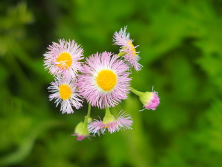 野原のハルジオン