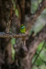 Green bee-eater Sri Lanka