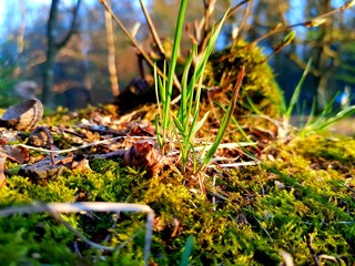 moss on a tree