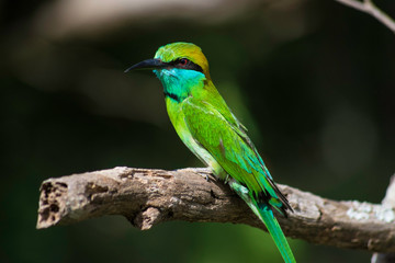 Green bee-eater Sri Lanka