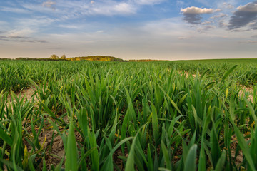 Agricultural field under a beautiful blue evening sky. young green shoots of the future harvest