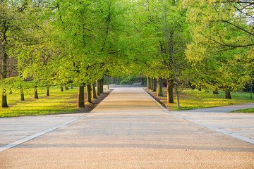 Row of maple trees in spring time with pedestrian walkway.