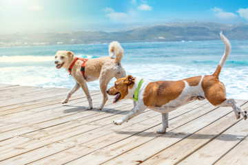 Two dogs running along the beach promenade with the blue sea and the sky behind them.