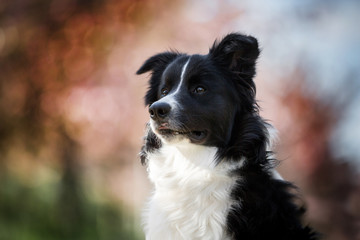 Fototapeta premium Border Collie
