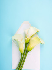calla flowers Zantedeschia on blue background with envelope, copy space