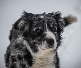 Fototapeta premium close up of an Australian Shepherd Blue Merle dog in snow