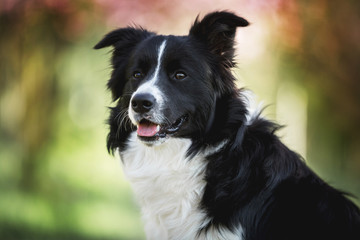 Fototapeta premium hübscher Hund; Border Collie Rüde im Porträt; 