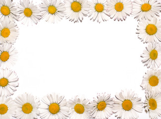 Greeting card with frame of daisies, copy space