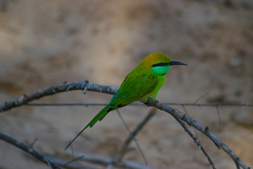 Green bee-eater Sri Lanka