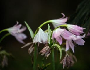 Fototapeta premium Flowers