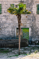 Mediterranean old house exterior and a palm tree.