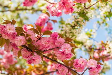 Sakura. Cherry blossom against blue sky in springtime.