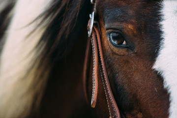 Pferd © Ines Hasenau